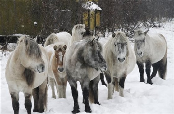 Semi-wild Yakutian horses are seen at the Pleistocene Park, a 40,000 acre wilderness in northern Siberia, Russia. Russian scientist Sergey Zimov is trying to recreate conditions from the end of the Ice Age when this area was rich in wildlife and summer meadows.
